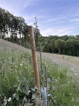 Foto treephoto-weqbicjrrdszjol6wfkyfcb8.jpeg