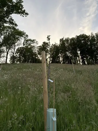 Foto treephoto-d209ehdj3suvhiyinmj237r7.jpeg