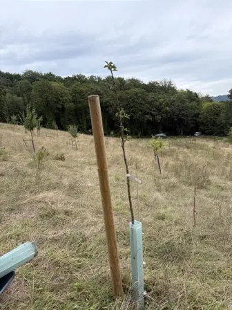 Foto treephoto-pgskjdmkla0iwf6bvi277m8k.jpeg