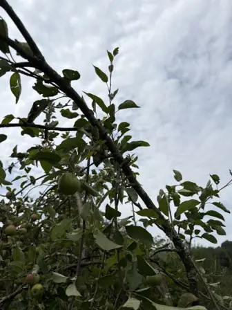 Foto treephoto-b139njk0t3z6l8lxftxzdc3m.jpeg