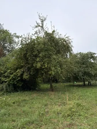 Foto treephoto-cm3xsep716q8n6duyqwd750p.jpeg