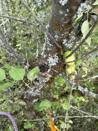 Foto treephoto-cveorwgwkpssn7wmqgd5lz65.jpeg