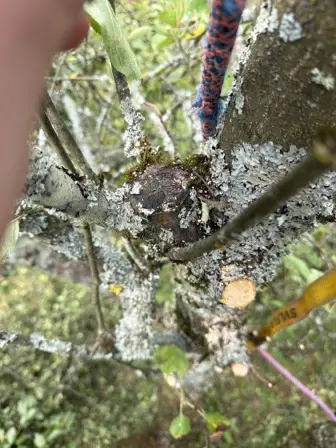 Foto treephoto-dki1ixhv3mhlf8kwaqhb6y0o.jpeg