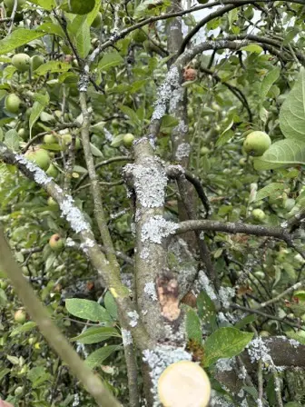 Foto treephoto-dn6dl5s80k7blfrvgnuqg06u.jpeg