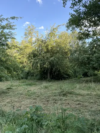 Foto treephoto-fhuapzh9qx8d8w3d3ld27sby.jpeg