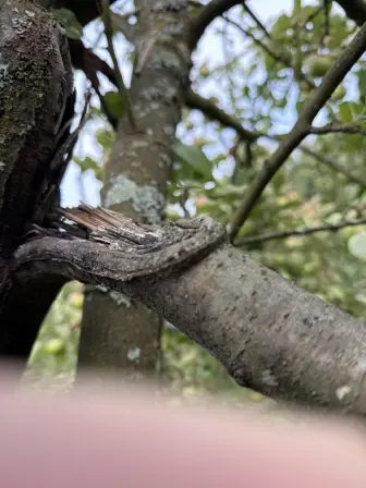 Foto treephoto-lcpxwnk8l0hthjl1sd1gpq1y.jpeg