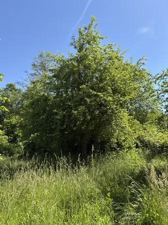 Foto treephoto-lfv03zsbthr2eod22pmxn5jo.jpeg