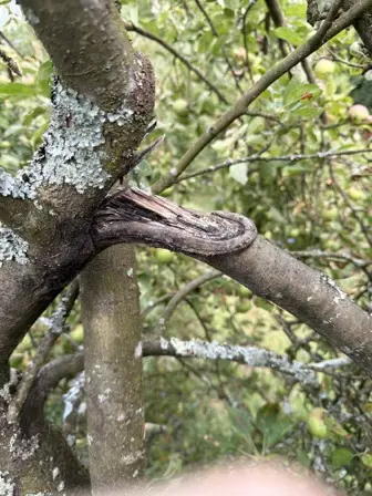 Foto treephoto-nj814lvy7z5ve80xs3lqzg6w.jpeg