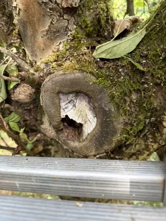 Foto treephoto-nm5ht0zkgajabh30s6piyu4d.jpeg