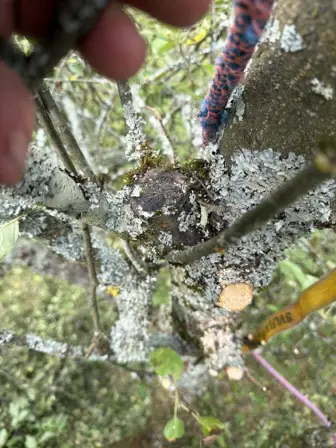 Foto treephoto-p2klofp6e3la3au37zlbi6tf.jpeg