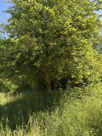 Foto treephoto-tmrdnexwumfocvi363jkr9iz.jpeg