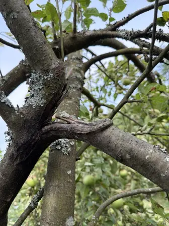 Foto treephoto-v9s1fpjd8y559zinjwzoxlg5.jpeg