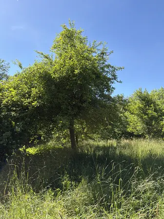 Foto treephoto-vik4jzdraua2uqw7wypkkcku.jpeg