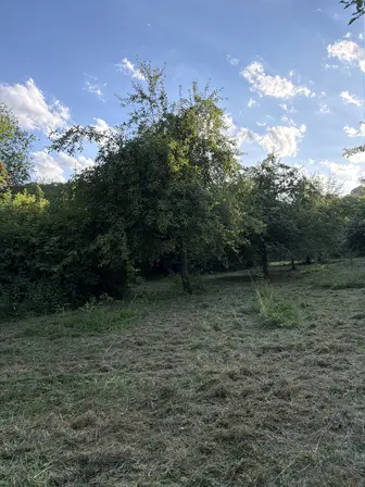 Foto treephoto-wavaole4mtf2hqo4ewl9wezy.jpeg