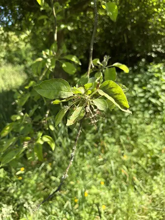 Foto treephoto-x9vcc1yarw1xgh8founbjous.jpeg