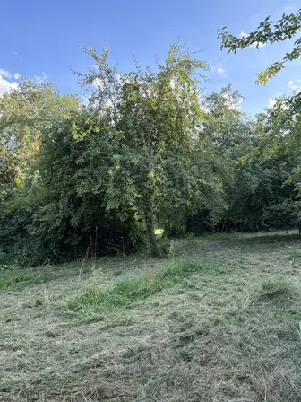 Foto treephoto-xubmspinjohcmbsv2ijcniem.jpeg