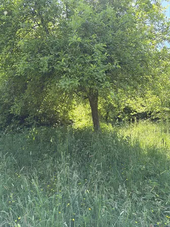 Foto treephoto-zjgzqpg7ygojdzmqd4sx8gza.jpeg