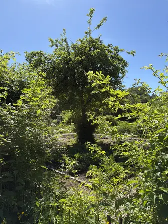 Foto treephoto-bwx7m184g4g8p4tiifpvvw9j.jpeg