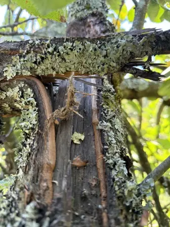 Foto treephoto-eg5hjsn2y6k71jrck7j4l74r.jpeg