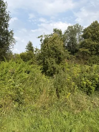 Foto treephoto-frxicpf4eo4jh1iftuui4gbh.jpeg
