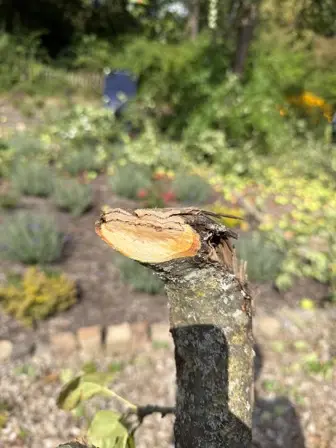 Foto treephoto-g2623oy1e1hajivrc1nvhfjk.jpeg