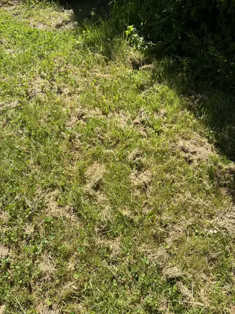 Foto treephoto-hsxn0vjmuqrpa7ewyl6n4zpz.jpeg