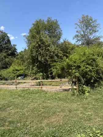 Foto treephoto-kbor3wukejejykzid65rpvly.jpeg