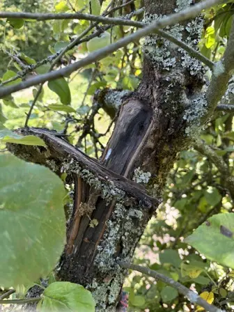 Foto treephoto-l5hvi86bekxegr03ulon34hg.jpeg