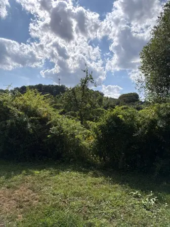 Foto treephoto-mvh1g9o5a5dr8mbn887pwemx.jpeg