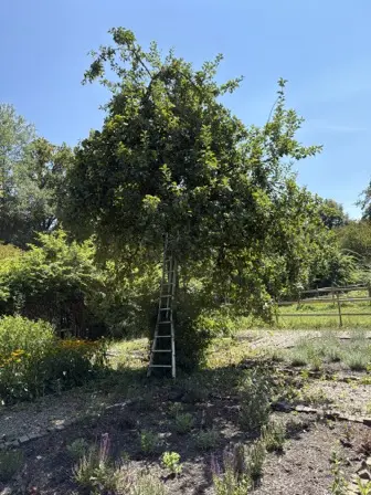 Foto treephoto-p6c4qbcrmheu1xblpkq50zdn.jpeg