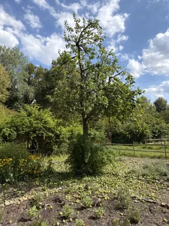 Foto treephoto-p76o99xl9c0k8n09ttdijwuz.jpeg