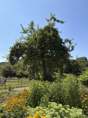 Foto treephoto-r4nu3aq0su4y8izswosfwysx.jpeg