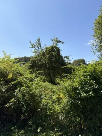 Foto treephoto-r4out3ujujsydrcfkjstpxiv.jpeg