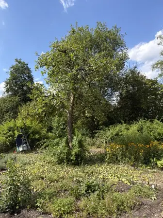 Foto treephoto-so6ys1lfrcnyfjw0zp555451.jpeg