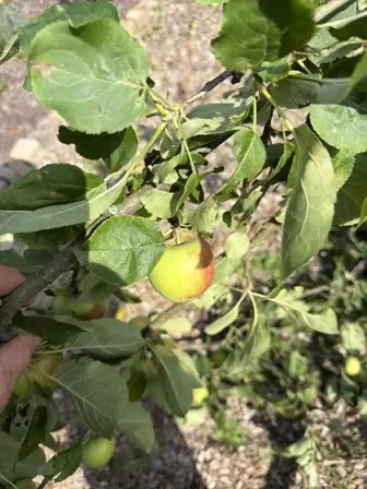 Foto treephoto-tksxcvkmneay8xach5e4kg9x.jpeg