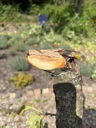 Foto treephoto-tzwa0riait1jpc0r0zqq0rhy.jpeg