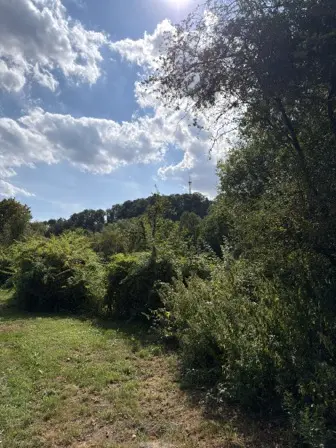 Foto treephoto-v5dmgawc3up554il0pd5feub.jpeg