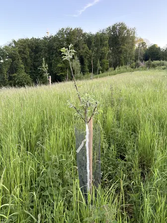 Foto treephoto-aorzk8jpl6cr5esrghqnnbe0.jpeg