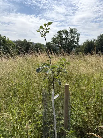 Foto treephoto-d88l33msi1ah344u3bt5d819.jpeg