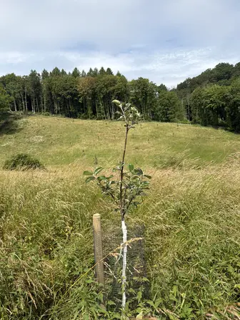 Foto treephoto-q1t9akgzcy6epzw4fywfeiy7.jpeg
