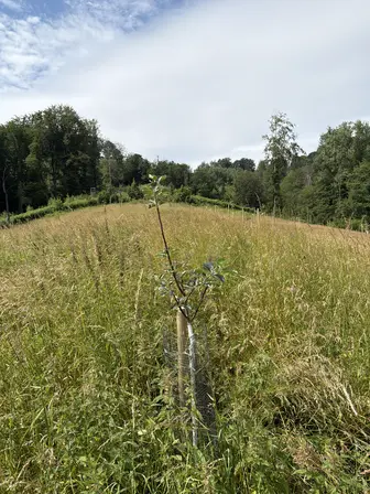 Foto treephoto-rdk3r73ry1c9jcb82spst3o2.jpeg