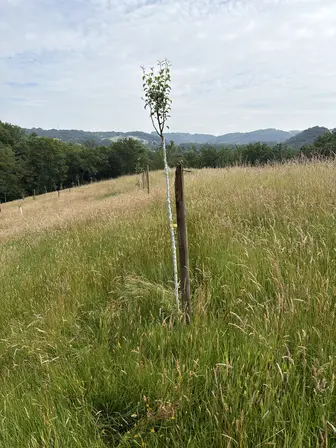 Foto treephoto-bu9xaxvrast6r9pogb2hojq1.jpeg