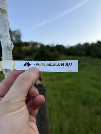 Foto treephoto-c1ka1nhih0v40nky12efcm43.jpeg