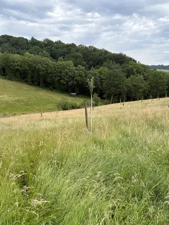 Foto treephoto-en5i8462jhljduxlf9ubcp7r.jpeg