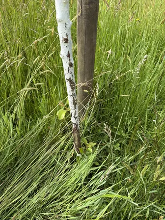 Foto treephoto-g45r7wcxf34mhv2yz8le54bf.jpeg