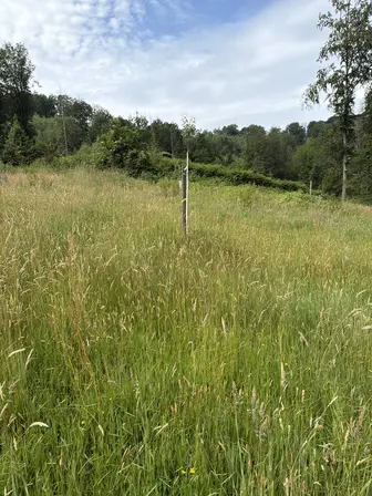 Foto treephoto-ndc02mauthrd879pq9g734pu.jpeg
