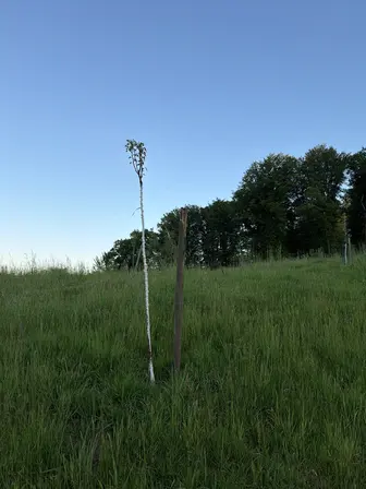 Foto treephoto-oh3vufyv8o7gtxzv10bgi3sx.jpeg