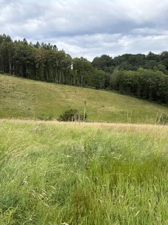 Foto treephoto-rugapd7oyyilxjdiiwbfxuk0.jpeg