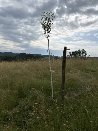 Foto treephoto-tfm8t8g8ac9ytcqg2xvk1h6a.jpeg