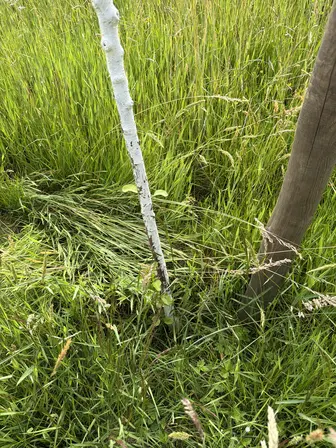 Foto treephoto-wyqrwjidgbims217lckks429.jpeg